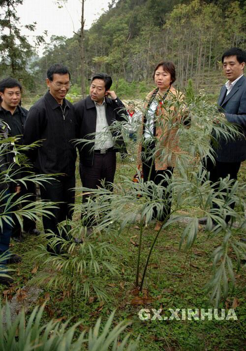 珍稀德保苏铁急需保护